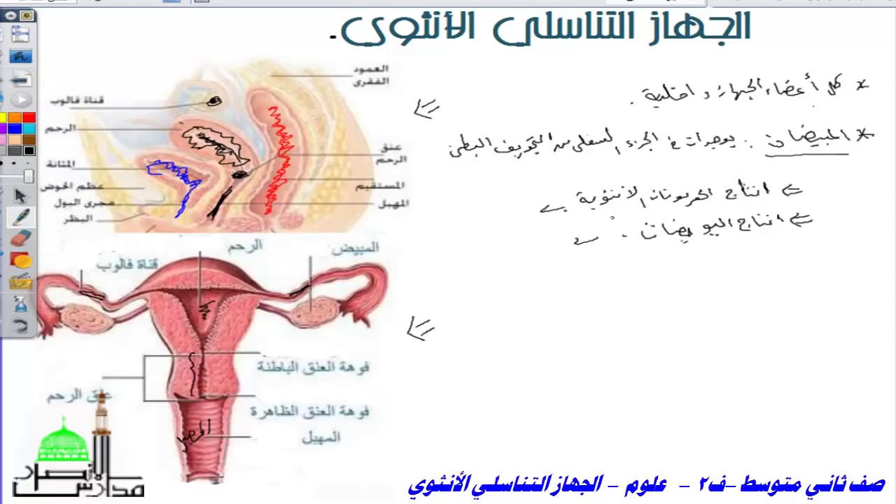 الجهاز التناسلي الذكري والانثوي