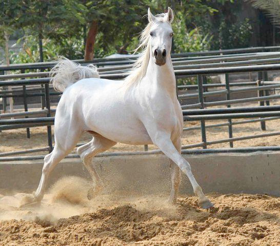 الخيل العربي الاصيل - صور الحصان العربي الاصيل 4200 17