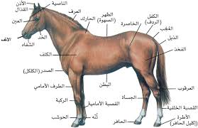 خيل عربي اصيل - اجمل خيل عربى اصيل 5210 12