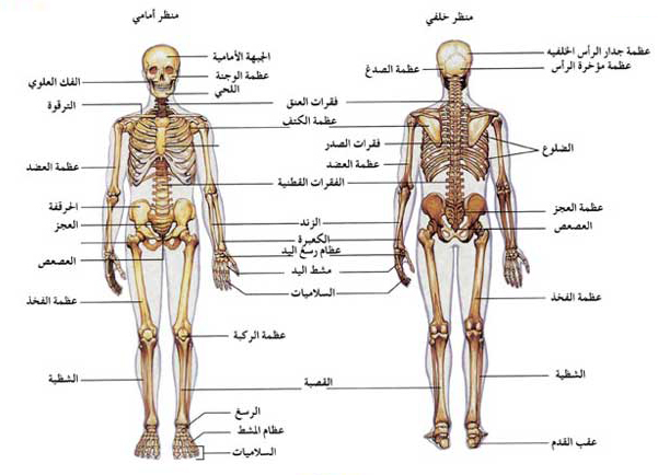 صور جسم الانسان - صور لجسم الانسان 5493 4