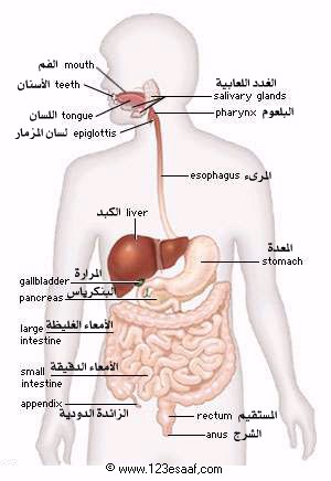 صور جسم الانسان - صور لجسم الانسان 5493 1