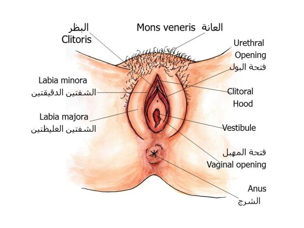 عمليات تجميل المهبل بالصور قبل وبعد - تجميل المهبل بالصور 5026 10