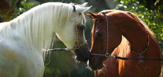 خيول عربية اصيلة - صور لاجمل خيل عربي اصيل للفيسبوك 4832 9