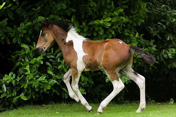 خيل اصيل - اجمل الصور لخيل الاصيل 5653 3