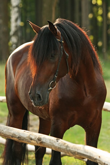 خيل اصيل - اجمل الصور لخيل الاصيل 5653 8