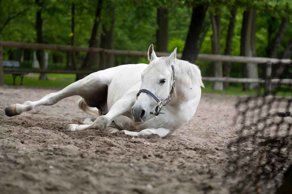 اجمل صور خيول - قوه وجمال الخيول 396