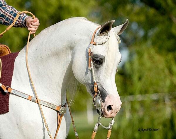 صور خيل - اجمل صور خيول عربية جميلة 4810 4