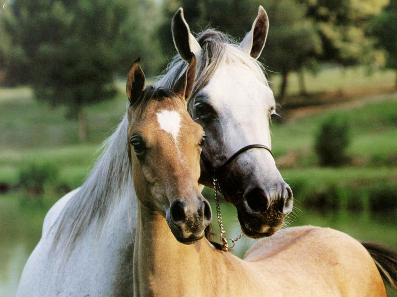 الخيل العربي الاصيل - صور الحصان العربي الاصيل 4200 12