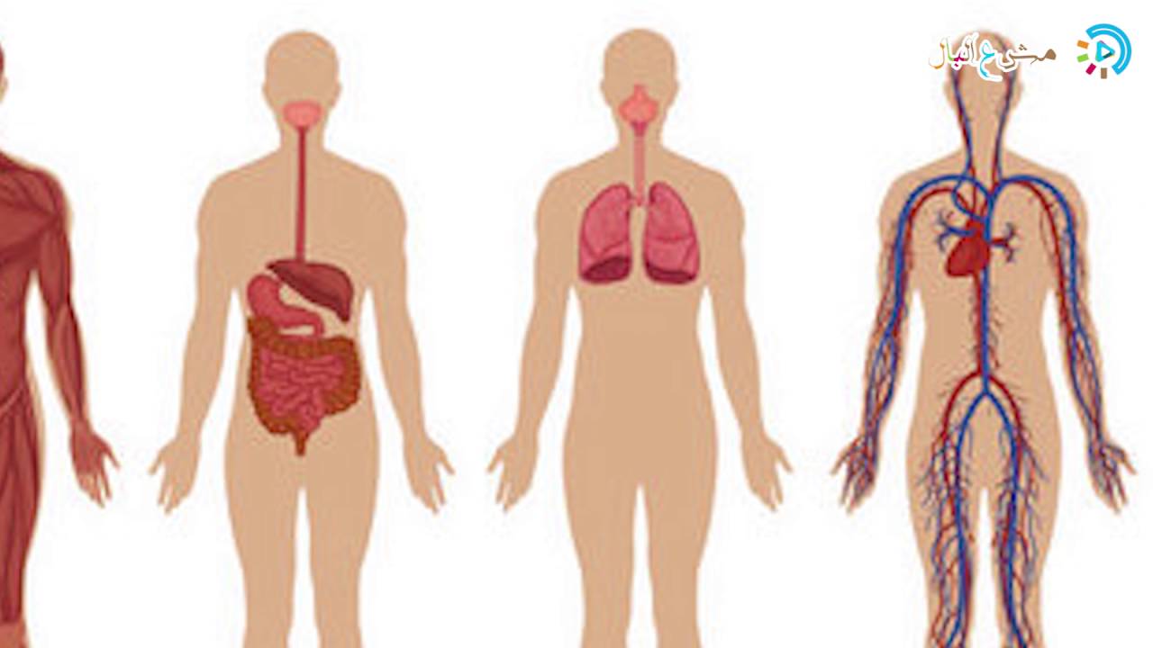 صور جسم الانسان - صور لجسم الانسان 5493