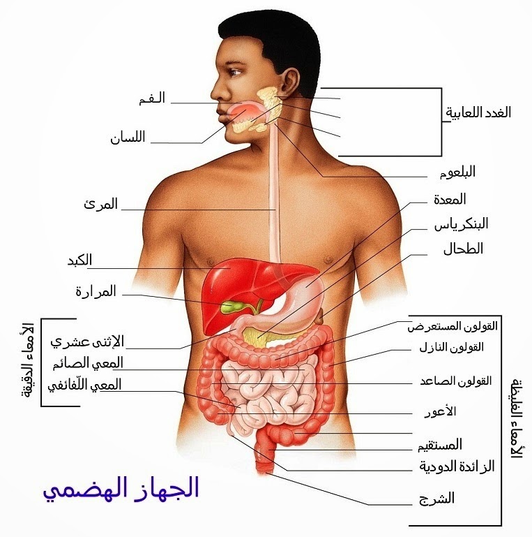 جسم الانسان بالصور - اكتشف ما في داخل جسمك بالصور 1291 5