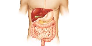 رسم للجهاز الهضمي , مكونات الجهاز الهضمى بالتفصيل