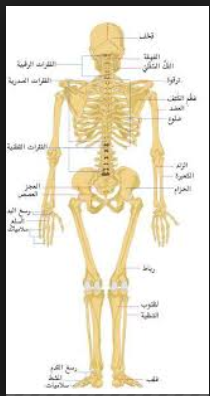 صور جسم الانسان - صور لجسم الانسان 5493