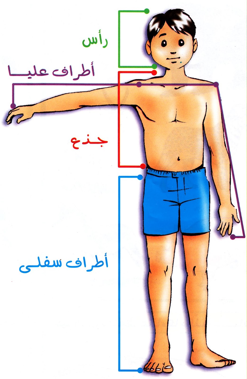 جسم الانسان بالصور - اكتشف ما في داخل جسمك بالصور 1291 4