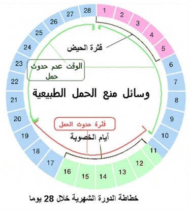 كيف اعرف ايام التبويض - كيفية حساب افضل ايام الحمل 1432 3