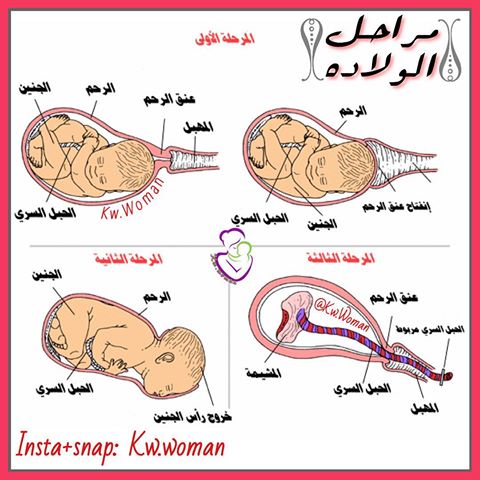 الولادة الطبيعية بالصور لحظة بلحظة - شاهد اهم خطوات الولاده الطبيعية 4247 1