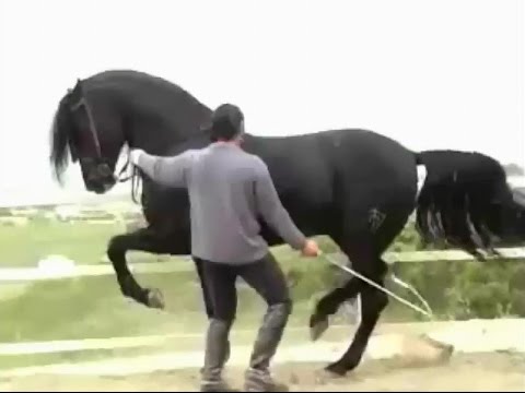 الخيل العربي الاصيل - صور الحصان العربي الاصيل 4200 18