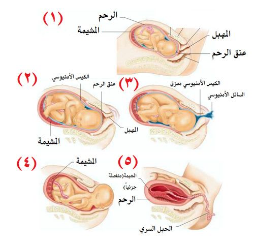 الولادة الطبيعية بالصور لحظة بلحظة - شاهد اهم خطوات الولاده الطبيعية 4247 5