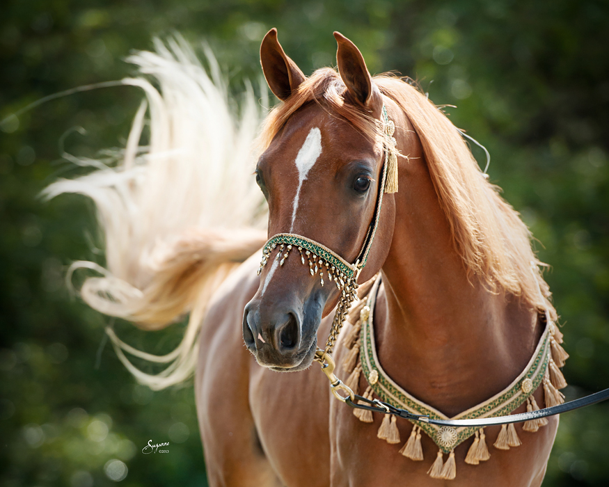 خيول عربية اصيلة - صور لاجمل خيل عربي اصيل للفيسبوك 4832 2