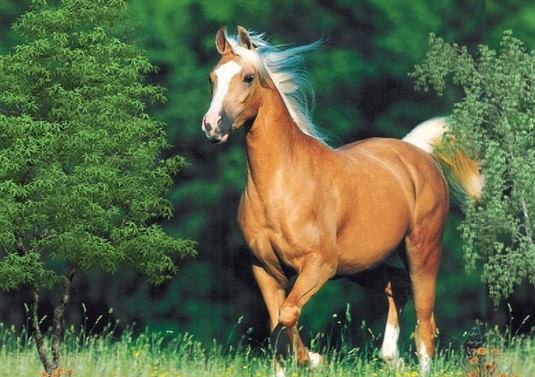 خيل اصيل - اجمل الصور لخيل الاصيل 5653 2