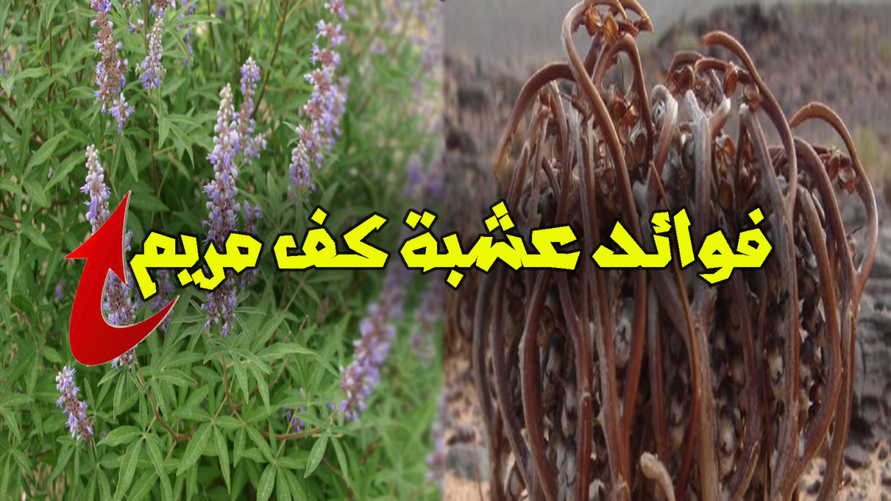 عشبة كف مريم , فائدة عشبة كف مريم للانسان