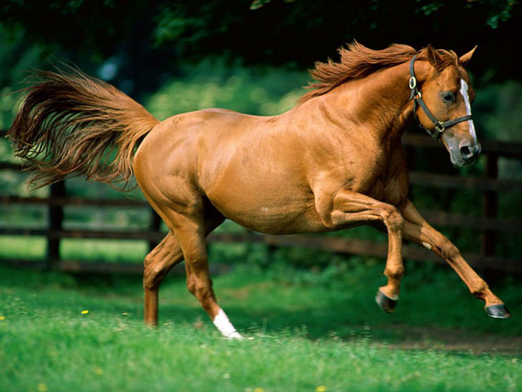 اجمل صور خيول - قوه وجمال الخيول 396 4