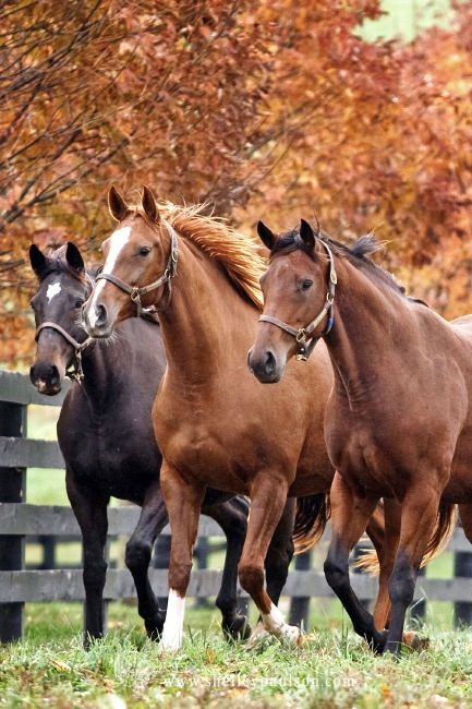 صور خيل - اجمل صور خيول عربية جميلة 4810 7