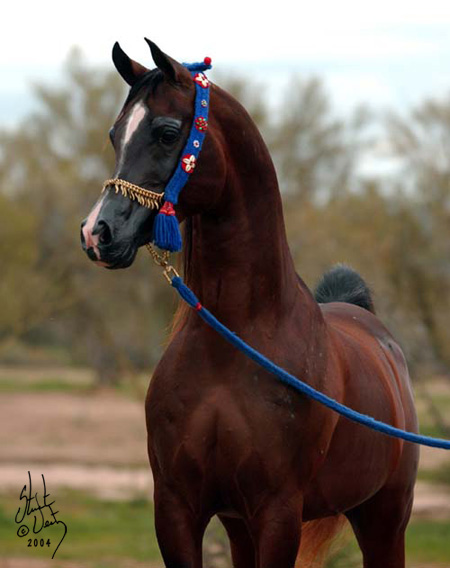 خيول عربية اصيلة - صور لاجمل خيل عربي اصيل للفيسبوك 4832 5