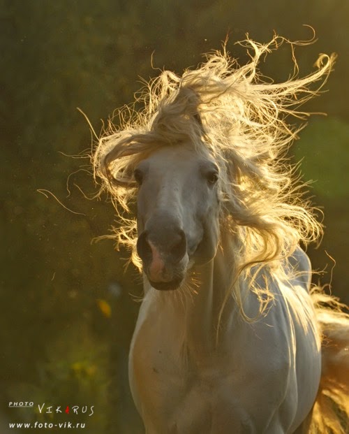 خيل اصيل - اجمل الصور لخيل الاصيل 5653 9