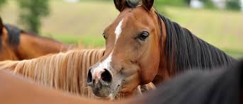 حصان عربي , الخيل العربى