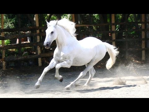 زمن الخيول البيضاء - اجمل صور للخيول العربية الاصيله باللون الابيض 4228 1