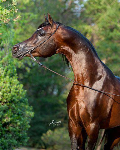 صور خيل - اجمل صور خيول عربية جميلة 4810 9