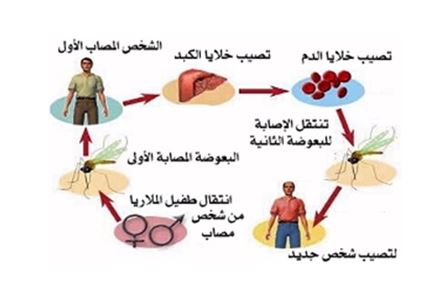 مرض الملاريا - الامراض و اعراضها و الوقايه منها 1613 2