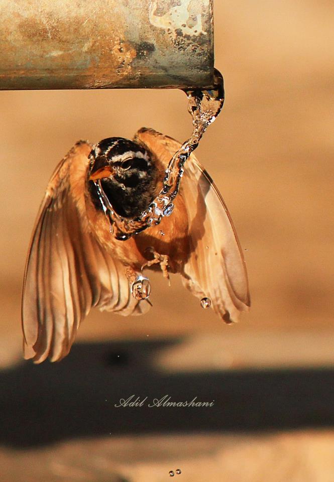 تصوير فوتوغرافي - اريد ان اصبح مصورة فوتوغرافية 147 6