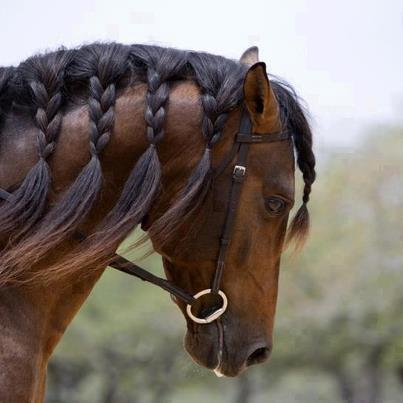 خيول عربية اصيلة - صور لاجمل خيل عربي اصيل للفيسبوك 4832 6