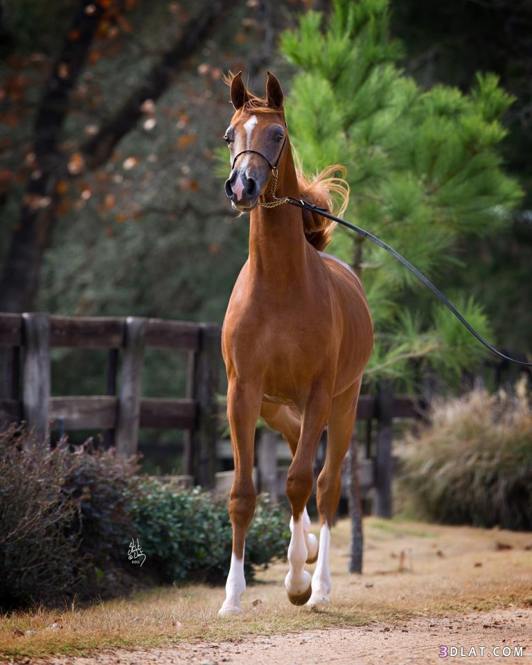 صور خيل - اجمل صور خيول عربية جميلة 4810 6