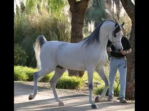 خيل اصيل - اجمل الصور لخيل الاصيل 5653 6