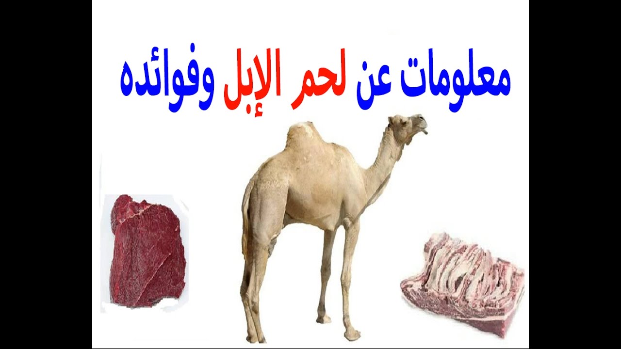 فوائد لحم الجمل , تعرف على فؤائد لحم الجمل