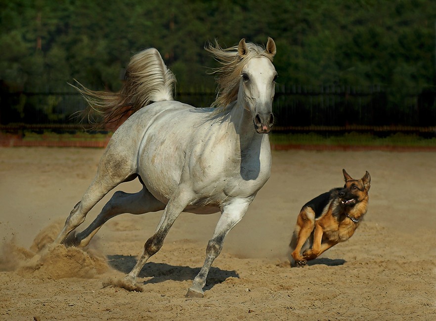 اجمل صور خيول - قوه وجمال الخيول 396 14