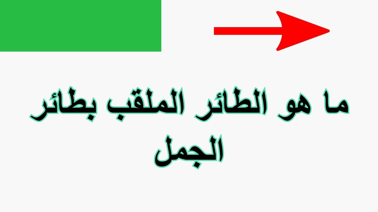 ما هو الطائر الملقب بالطائر الجمل - تعرف علي الطائر الجمل 4515 6