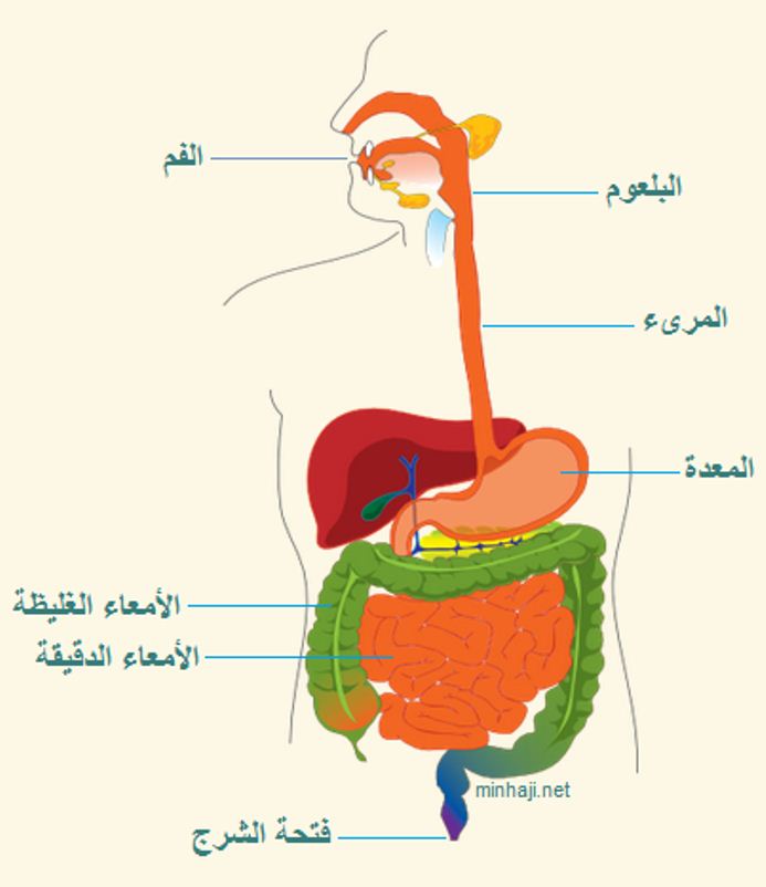 جسم الانسان بالصور , اكتشف ما في داخل جسمك بالصور