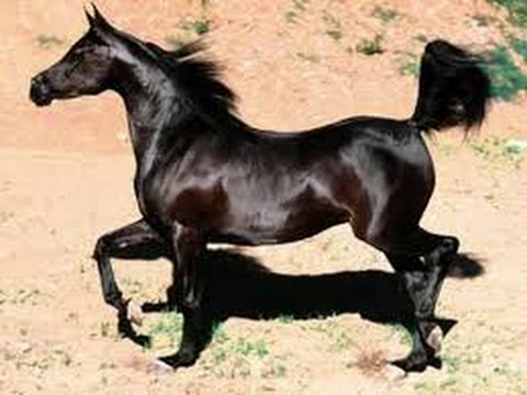 الخيل العربي الاصيل - صور الحصان العربي الاصيل 4200 10