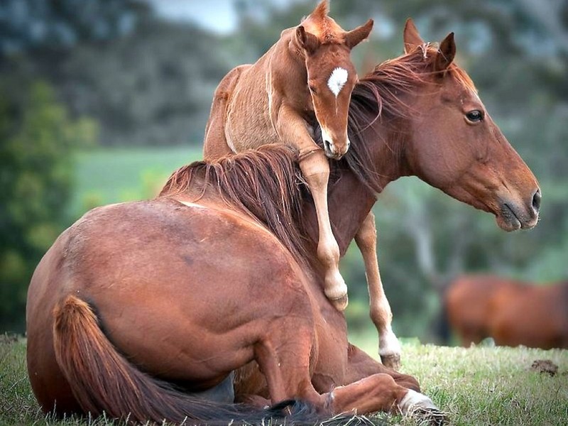 صور خيل - اجمل صور خيول عربية جميلة 4810 1