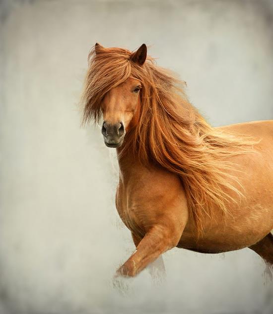 صور خيل , اجمل صور خيول عربية جميلة