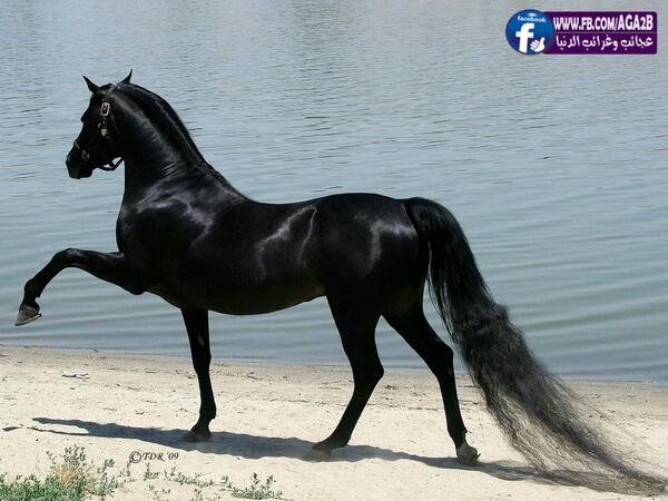 خيل اصيل - اجمل الصور لخيل الاصيل 5653 5