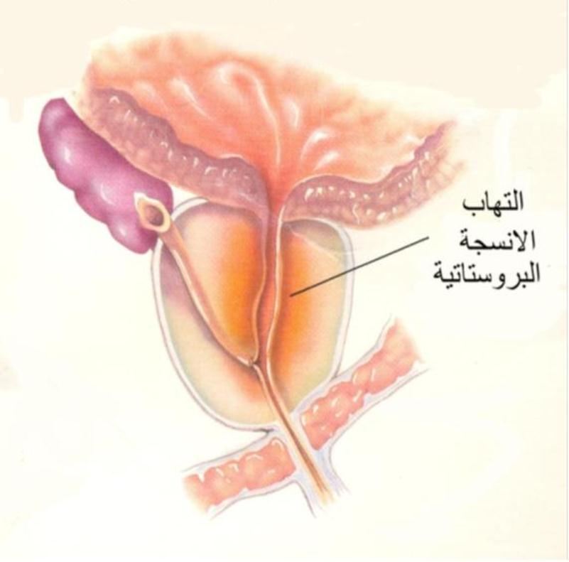 جسم الانسان بالصور - اكتشف ما في داخل جسمك بالصور 1291 9