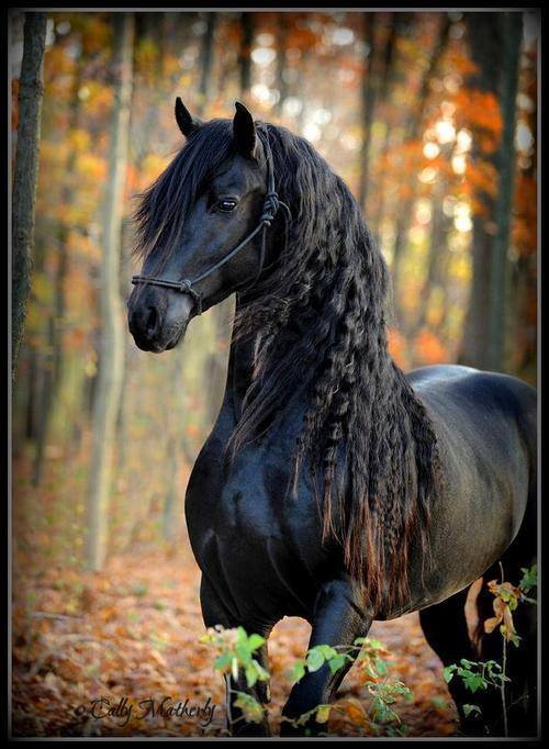 خيل اصيل - اجمل الصور لخيل الاصيل 5653 7