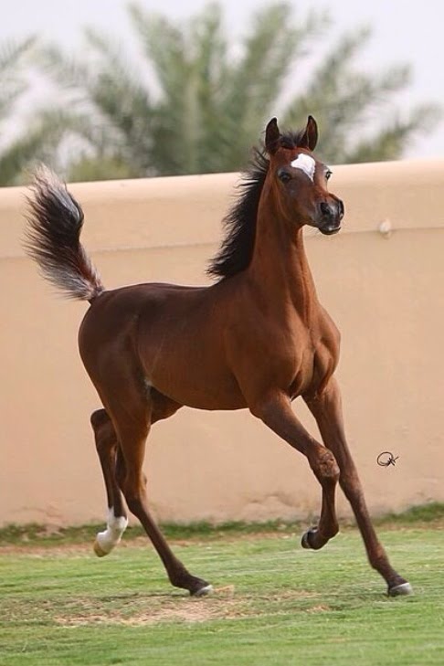 الخيل العربي الاصيل - صور الحصان العربي الاصيل 4200 13