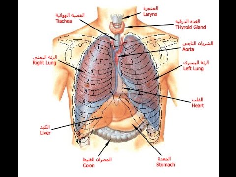 صور جسم الانسان - صور لجسم الانسان 5493 1