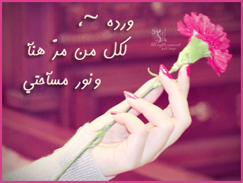 5456 4 كلمات عن الورد - كلمات عن الورود رائعه حنان العمر