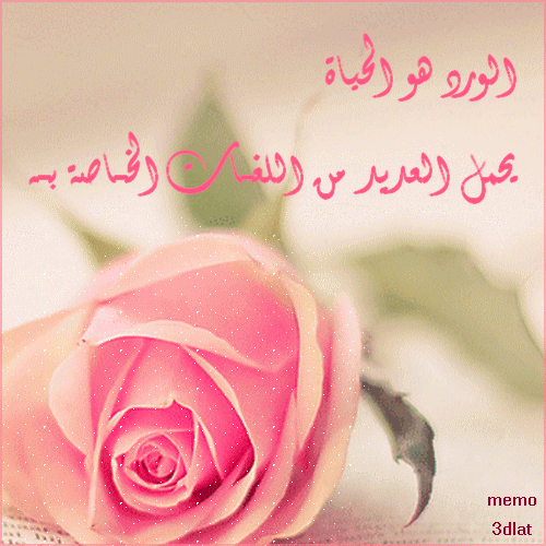 5456 كلمات عن الورد - كلمات عن الورود رائعه حنان العمر